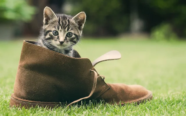 Klein katje in een grote schoen