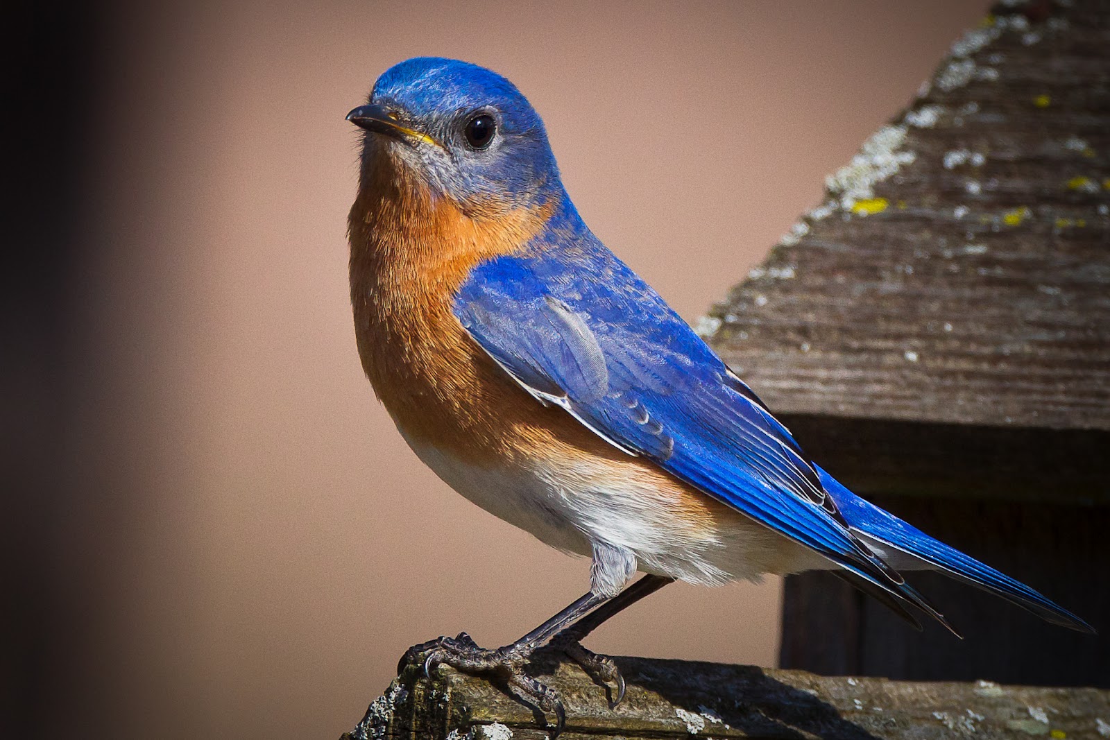feather-tailed-stories-eastern-bluebird