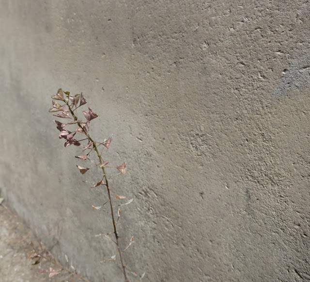 Shepherd's Purse by concrete wall, London June 2015