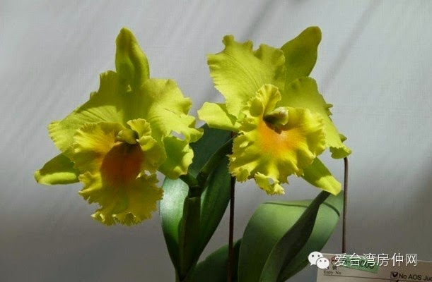 Taiwan International Orchid Show Pictures Gallery