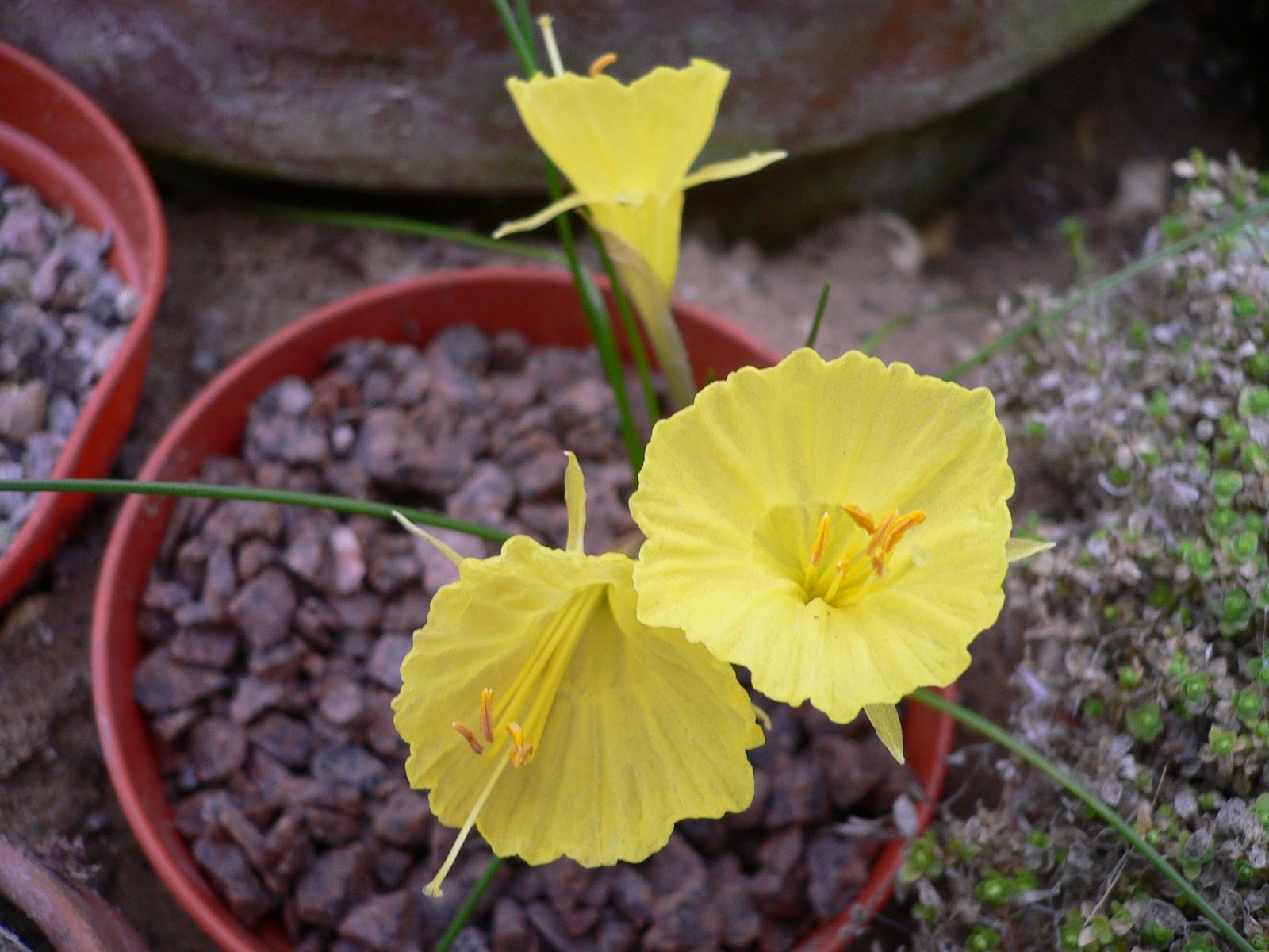 Mark's Inspiring Plants Narcissus romieuxii rifanus