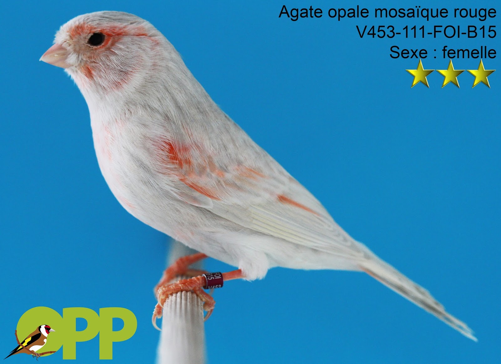 Les oiseaux / O.P.P. Canaris de couleur Agate opale