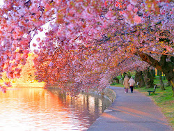 blossom cherry wallpapers blossoms desktop screensaver screensavers spring bloom lovely google