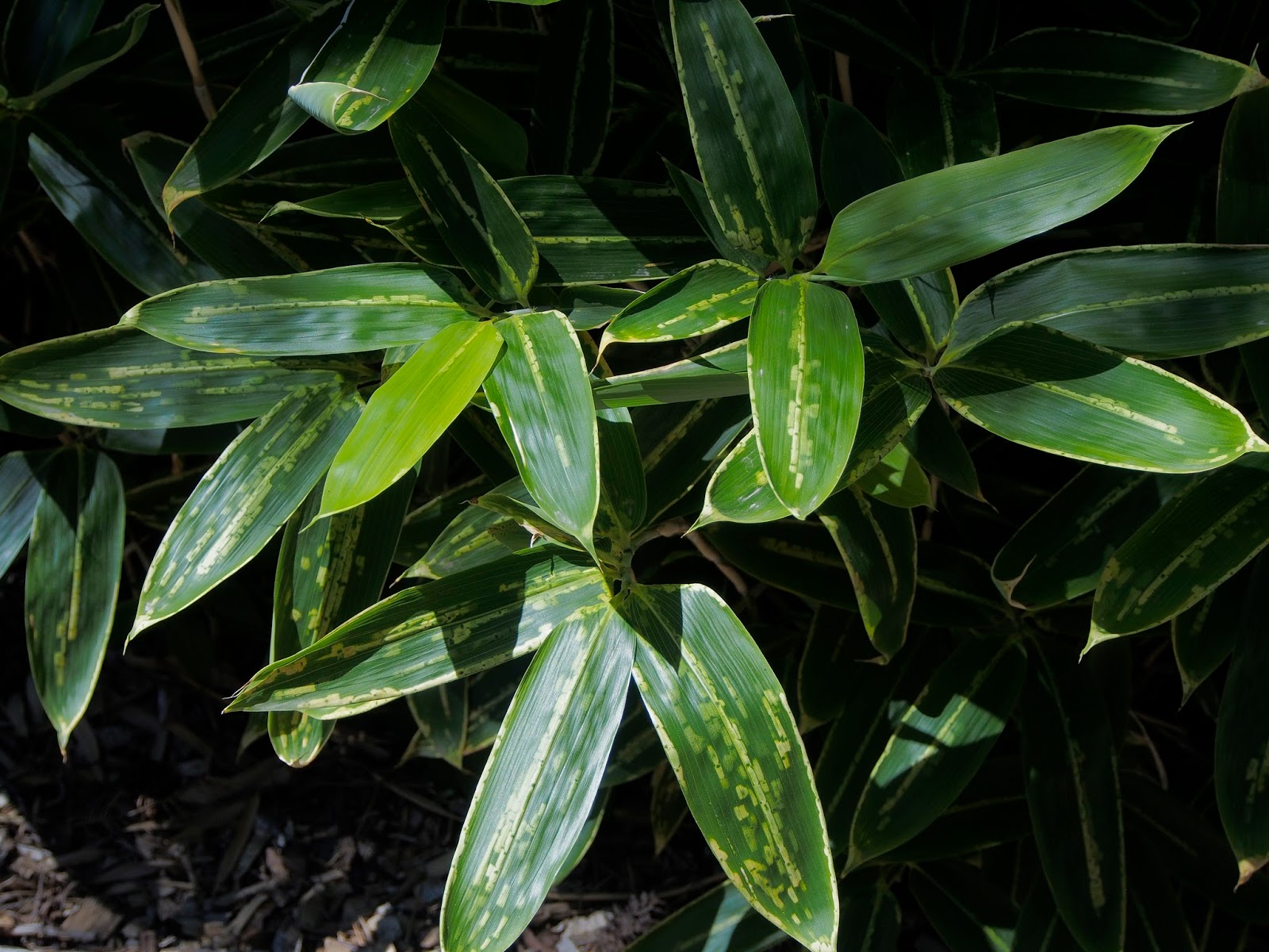 Bamboo at the Hoyt Arboretum