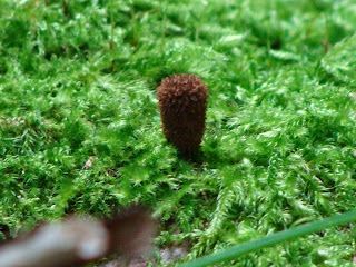 Cyathus striatus DSC42433