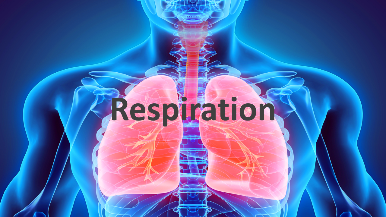 Science8: Semester 1, Chapter 4 - Respiratory System