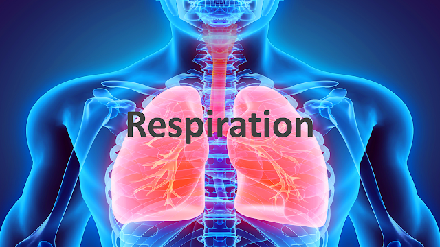 Science8: Semester 1, Chapter 4 - Respiratory System