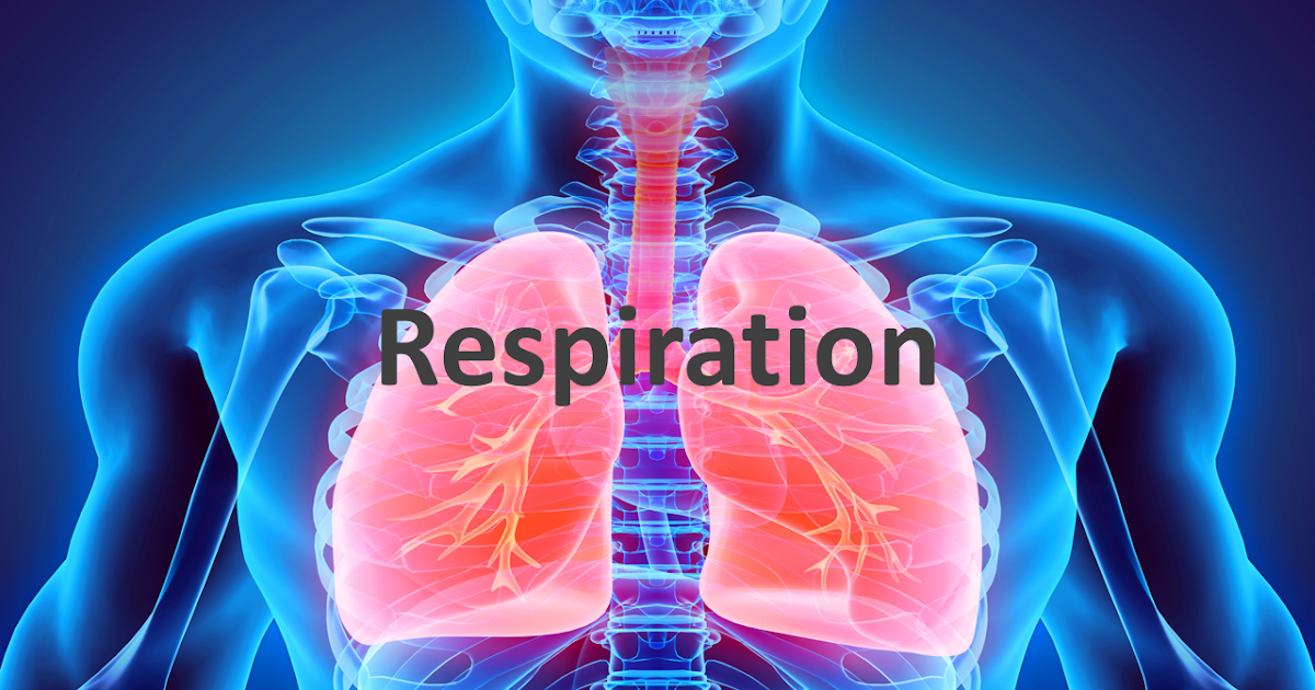 Science8: Semester 1, Chapter 4 - Respiratory System