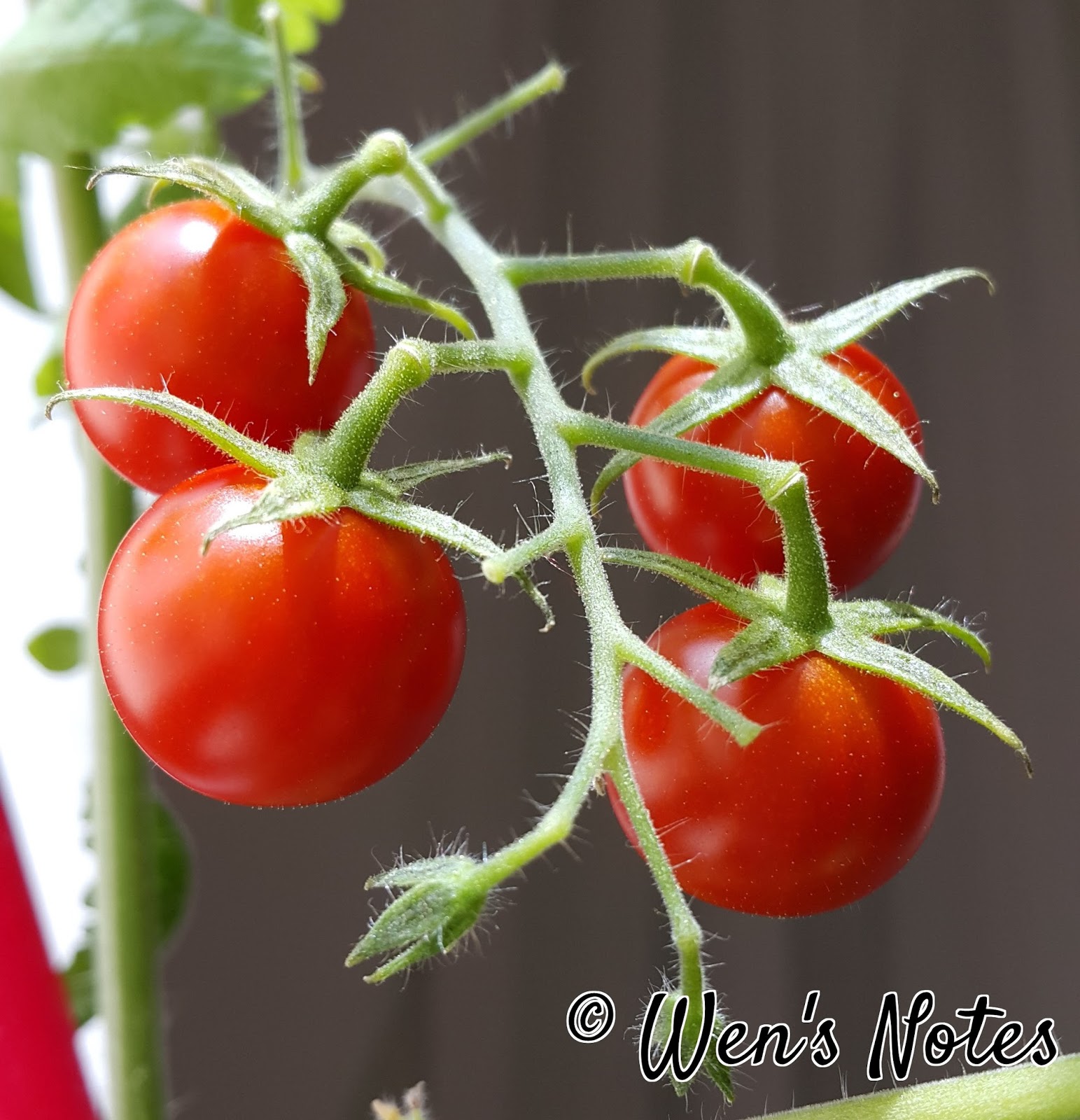 Growing Cherry Tomatoes Wen's Notes