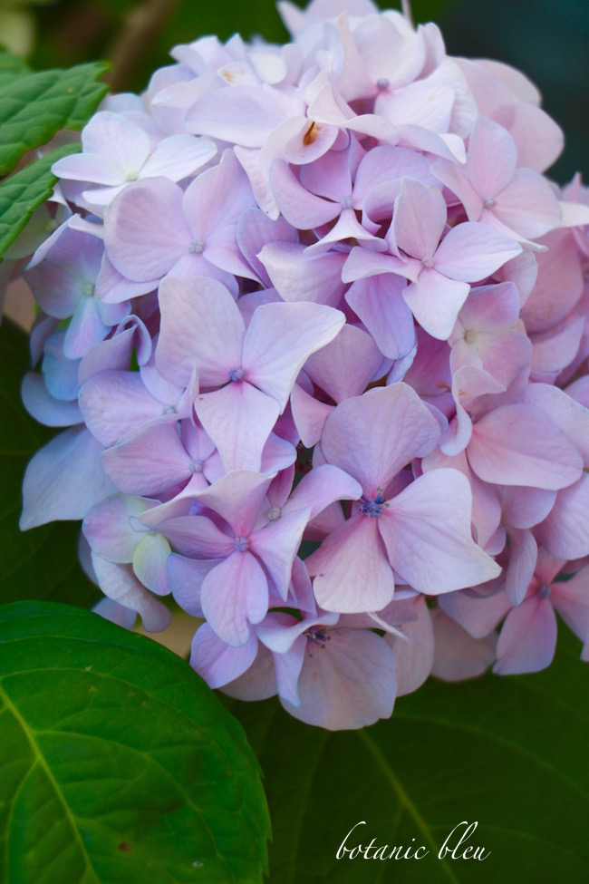 soil-ph-5.5-to-6.0-can-create-lavender-blooms-on-hydrangeas