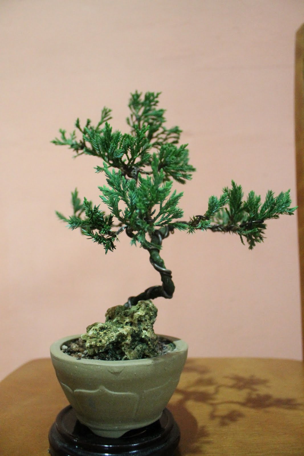 View Formal Upright Juniper Bonsai The Latest Hobby plan