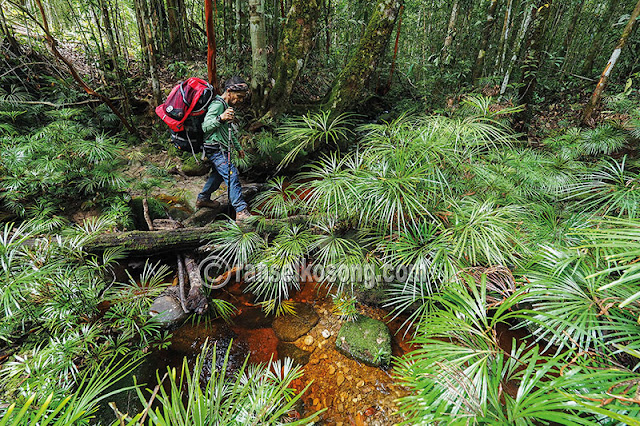 Gunung Beriun, Beriun, Kutai Timur, Karst Sangkulirang Mangkalihat, Puncak Beriun, Beriun Raya, Puncak Gunung Beriun, Karst Sangkulirang, Karst Mangkalihat, Sungai Marak, Karst Ara Raya, Karst Tutunambo, Kabupaten Berau, Sangatta, Epikarst, Perikarst, Kalimantan Timur, Subkarst, Karst, Hutan Kalimantan, Hutan Tropis, Karst Tondoyan, Puncak Gunung Beriun, Black Borneo Expedition, Eiger, Merabu, Karst Merabu, Karst, Pindi Setiawan, Mamay S Salim, Djukardi Adriana, Kang Bongkeng, Kang Mamay, Iwan Irawan, Kwecheng, iwan Kwecheng, Yunaidi Joepoet, Galih Donikara, Dayak Basap
