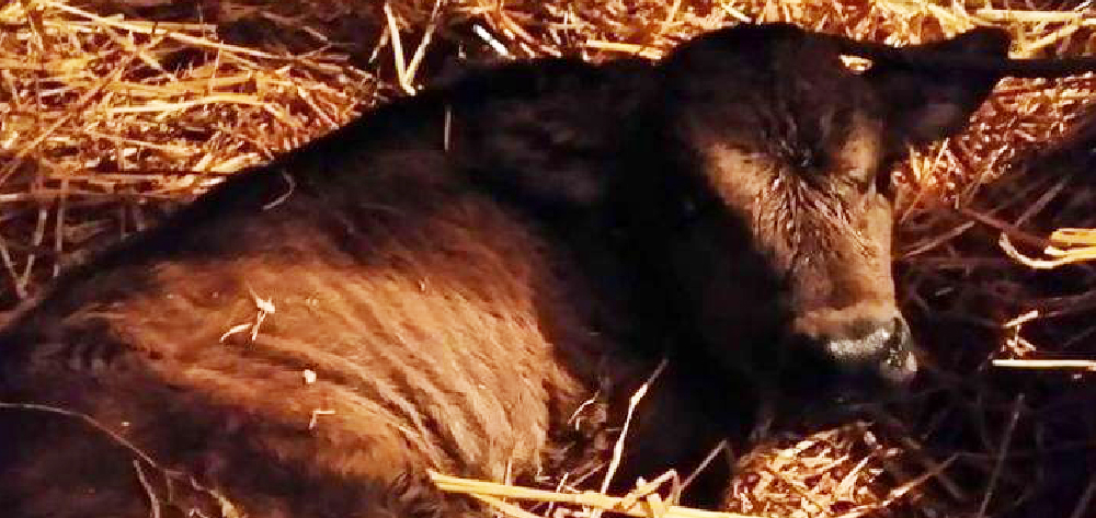 Issu de l’industrie laitière, Moka est arrivé à l’association âgé de 7 semaines. C’est un bébé curieux, sociable, joueur, très attachant qui vit aujourd’hui au refuge Artemis dans les Alpes Maritimes. Moka a été sauvé, mais n’oublions pas que chaque année  plus de 2 millions de veaux sont abattus pour la consommation.