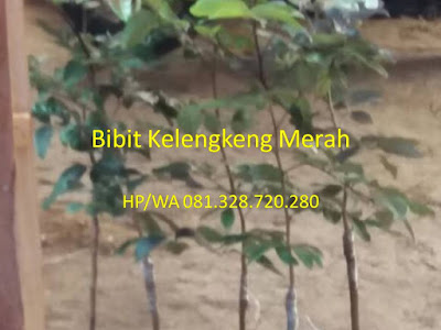 Bibit Kelengkeng Merah Bibit Kelengkeng | Bibit Kelengkeng Merah | Bibit Kelengkeng Merah Murah | Harga Bibit Kelengkeng Merah | Jual Bibit Kelengkeng Merah | Bibit Kelengkeng Aroma Durian | Bibit Lengkeng Aroma Durian | Jual Bibit Kelengkeng Aroma Durian | Bibit Kelengkeng Kristal | Bibit Kelengkeng New Kristal | Bibit Kelengkeng Itoh | Bibit Kelengkeng Itoh Super | Bibit Kelengkeng Diamond River