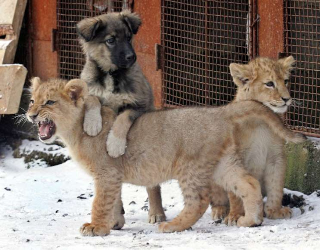 O adorável convívio na vida animal Elfandarilha