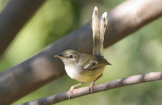 Burung Ciblek - Cara Mudah Membedakan Burung Ciblek Jantan Dan Burung Ciblek Betina  -  Penangkaran Burung Ciblek