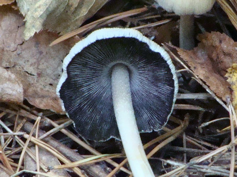 Coprinus insignis DSC24853