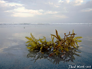 ocean kelp, seaweed, wash up on shore, waves