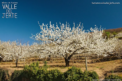 Cerezos en Flor en el Valle del Jerte