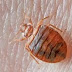 BED BUG CONTROL