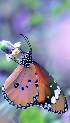 butterfly images