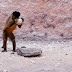 Macacos-prego usavam ferramentas há 700 anos