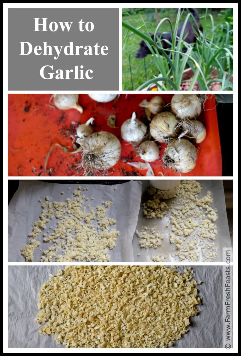 Farm Fresh Feasts How to Dehydrate Garlic in an Oven