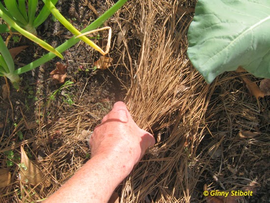 Do Pine Needles Acidify Soil - Garden Myths
