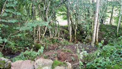 Transformation d'une décharge sauvage en Auvergne en forêt magique