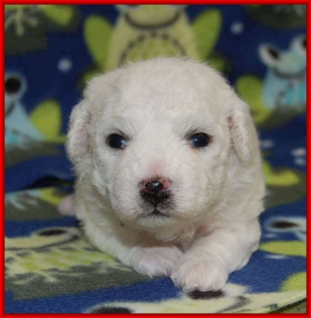 Honey Ridge Puppies February 2018