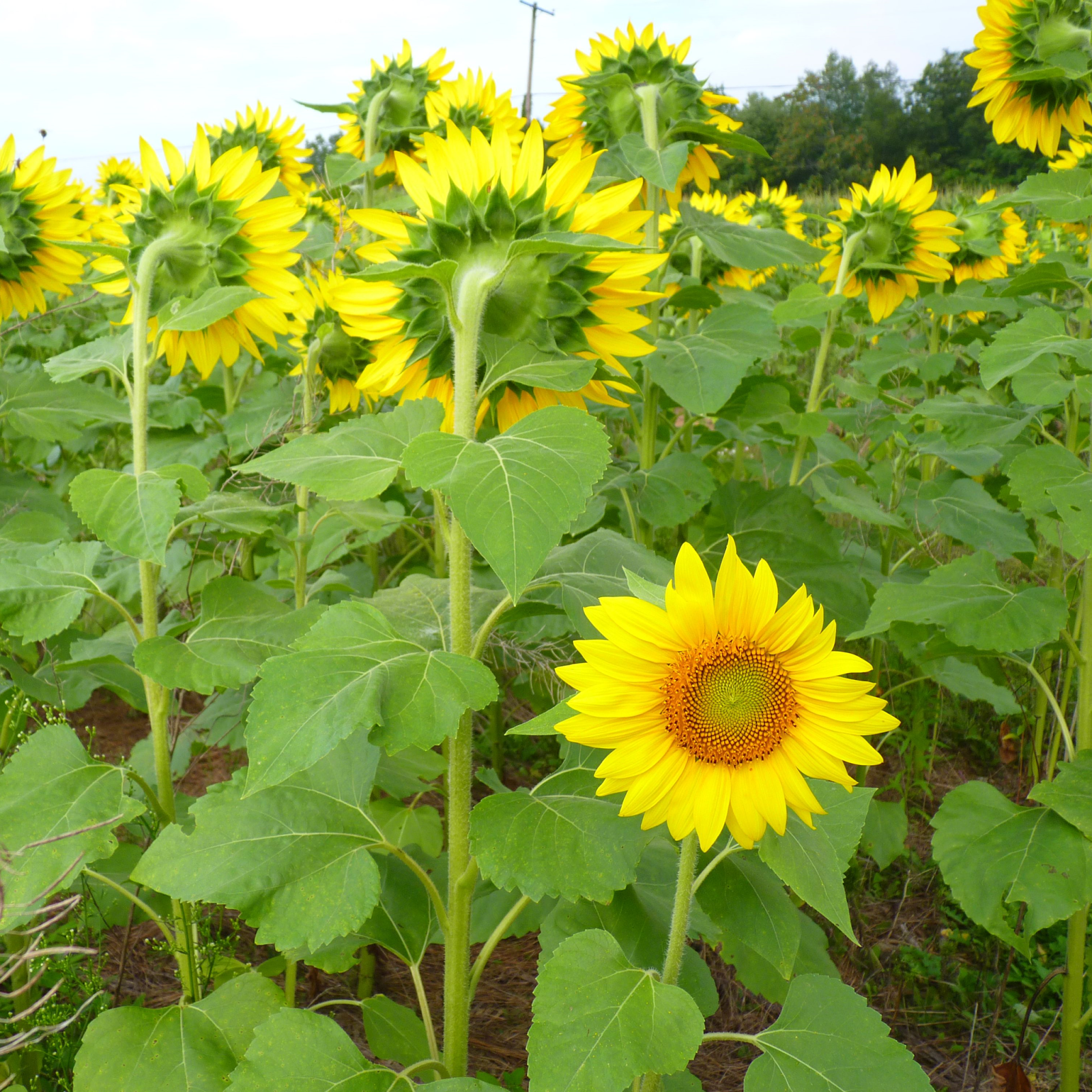 sneezing through life when allergies attack sunflower power