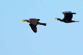 cormorants in flight, blue skies, birds
