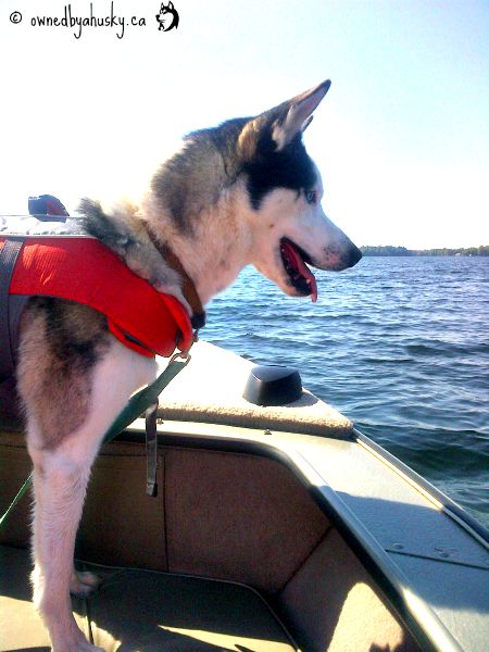 dogs in boats