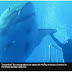 "Deep Blue", gigantesco tiburón blanco grabado en el Pacífico