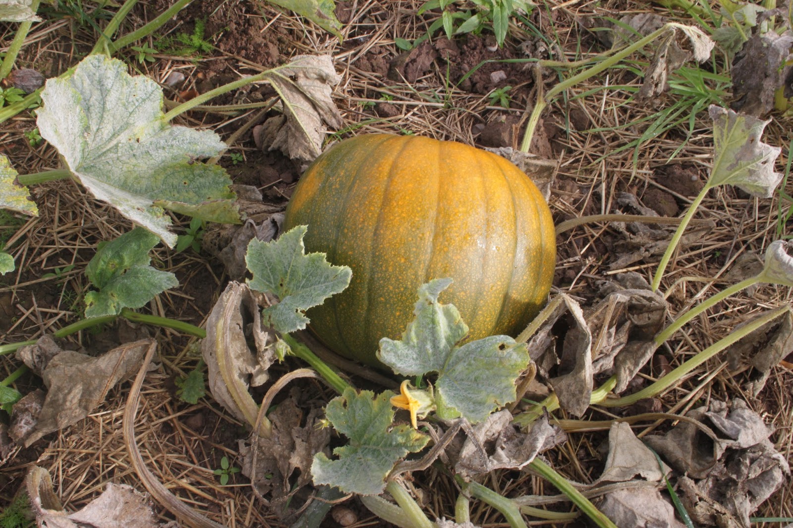 Pumpkin Picking At Cattows Farm Leicestershire