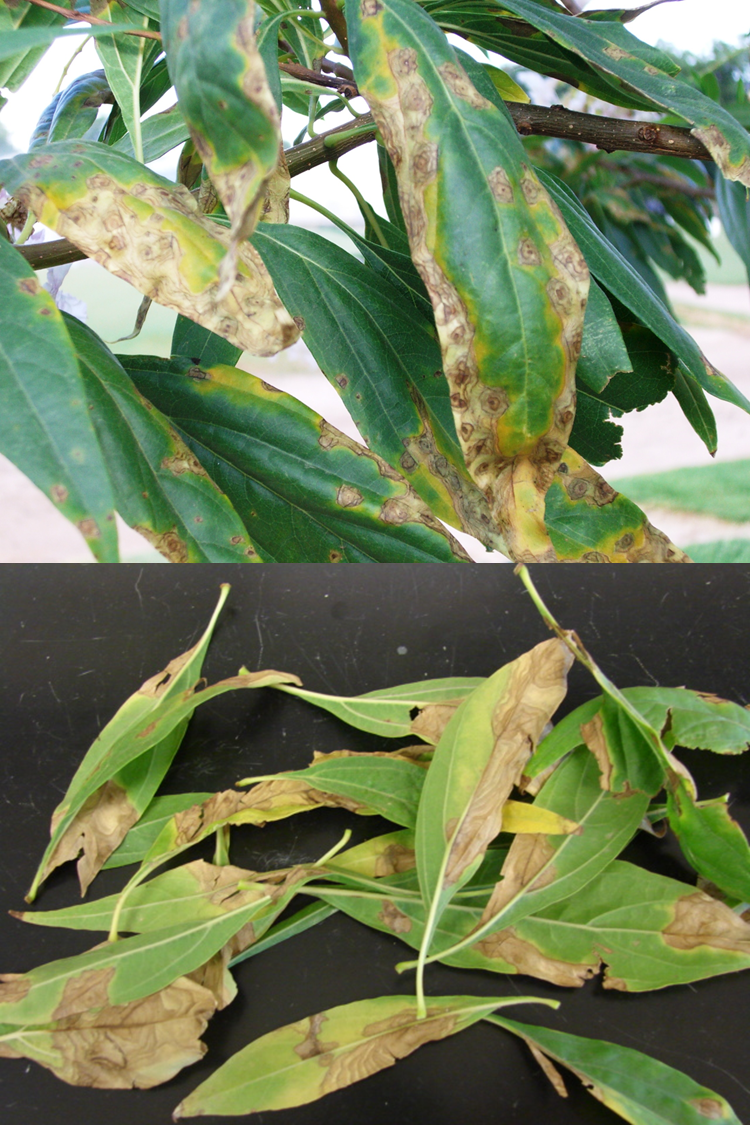 NMSU Plant Clinic Summer Heat Brings on Symptoms of Bacterial Leaf