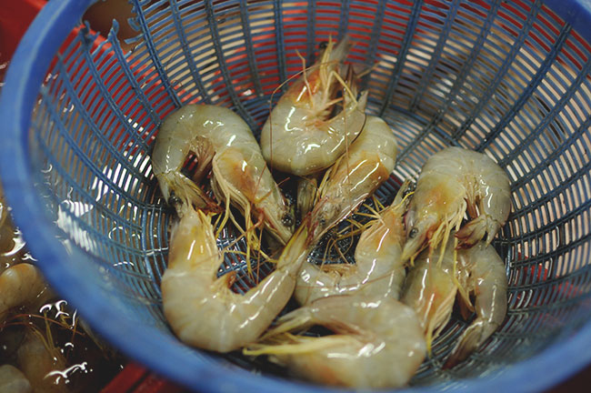 udang laut segar