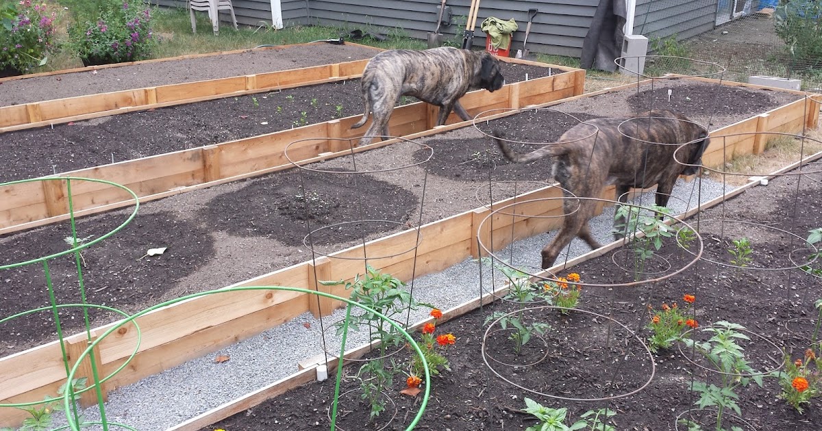Fence Picket Raised Beds and How They Have Held Up
