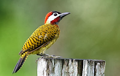 Spot breasted Woodpecker