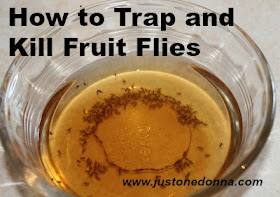 How To Trap And Get Rid Of Fruit Flies Just One Donna