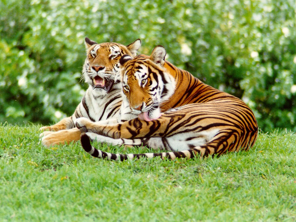 Malayan Tiger | Animal Wildlife