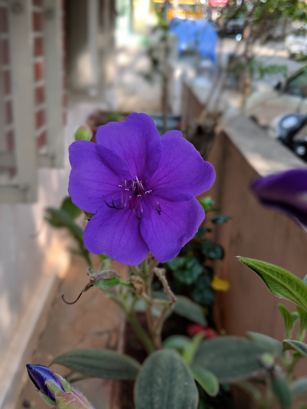 Purple flower blooming in my home garden