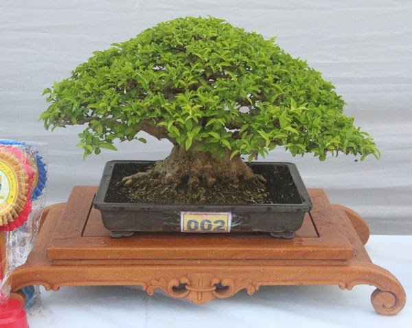 Cara Membuat Bonsai Anting Putri