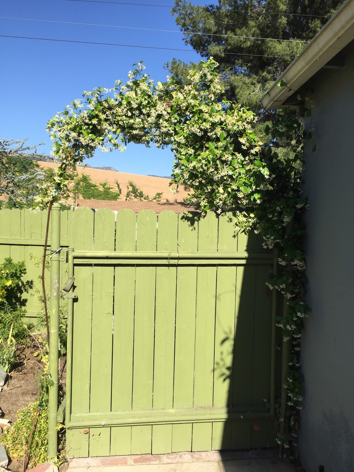 Aprille's SoCal Gardening Star Jasmine Arch