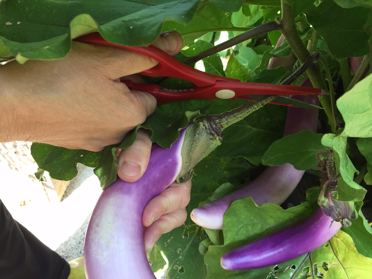 The Colors Of Indian Cooking 19 Eggplants And Counting... Japanese