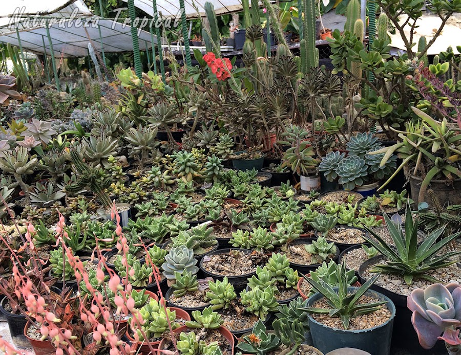 Colección de plantas suculentas para su futura siembra en xerojardines