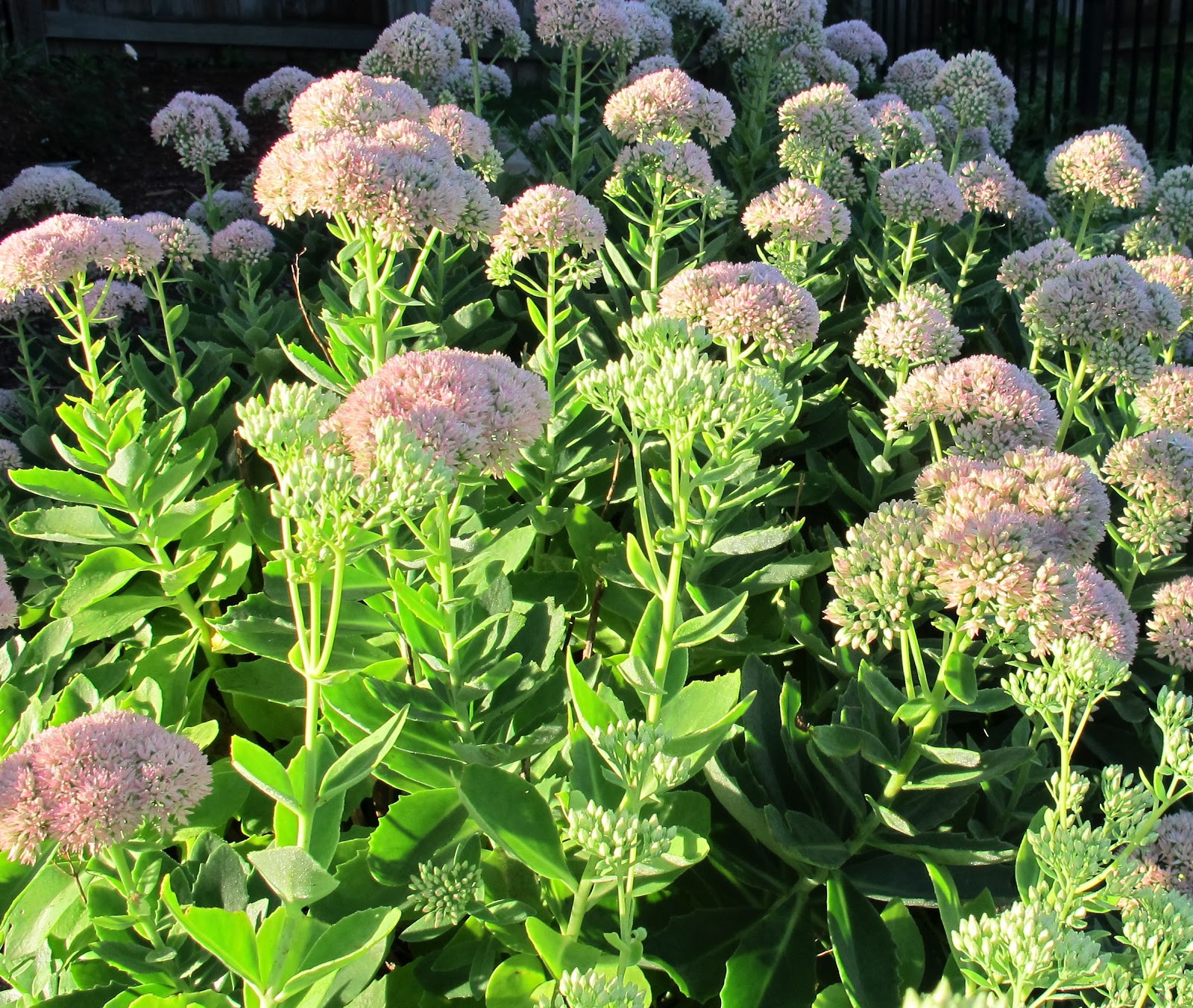 Silence! Don't disturb the gardener...