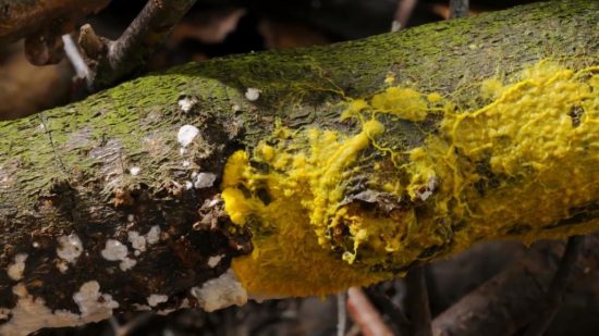 من عجائب الدنيا.. كائن خارق وذكي بلا دماغ يتعلم ويُعلم.. من هو؟ 