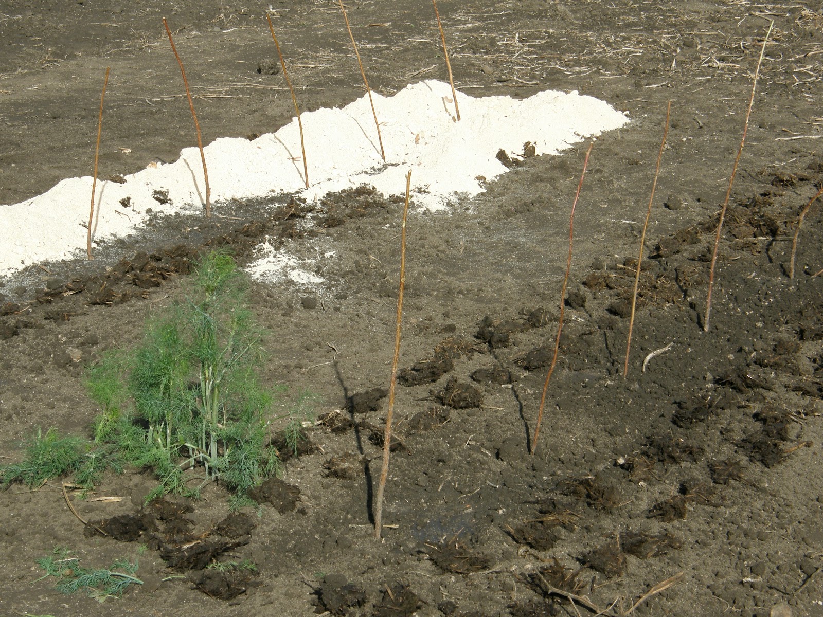 Выращивание малины в открытом грунте