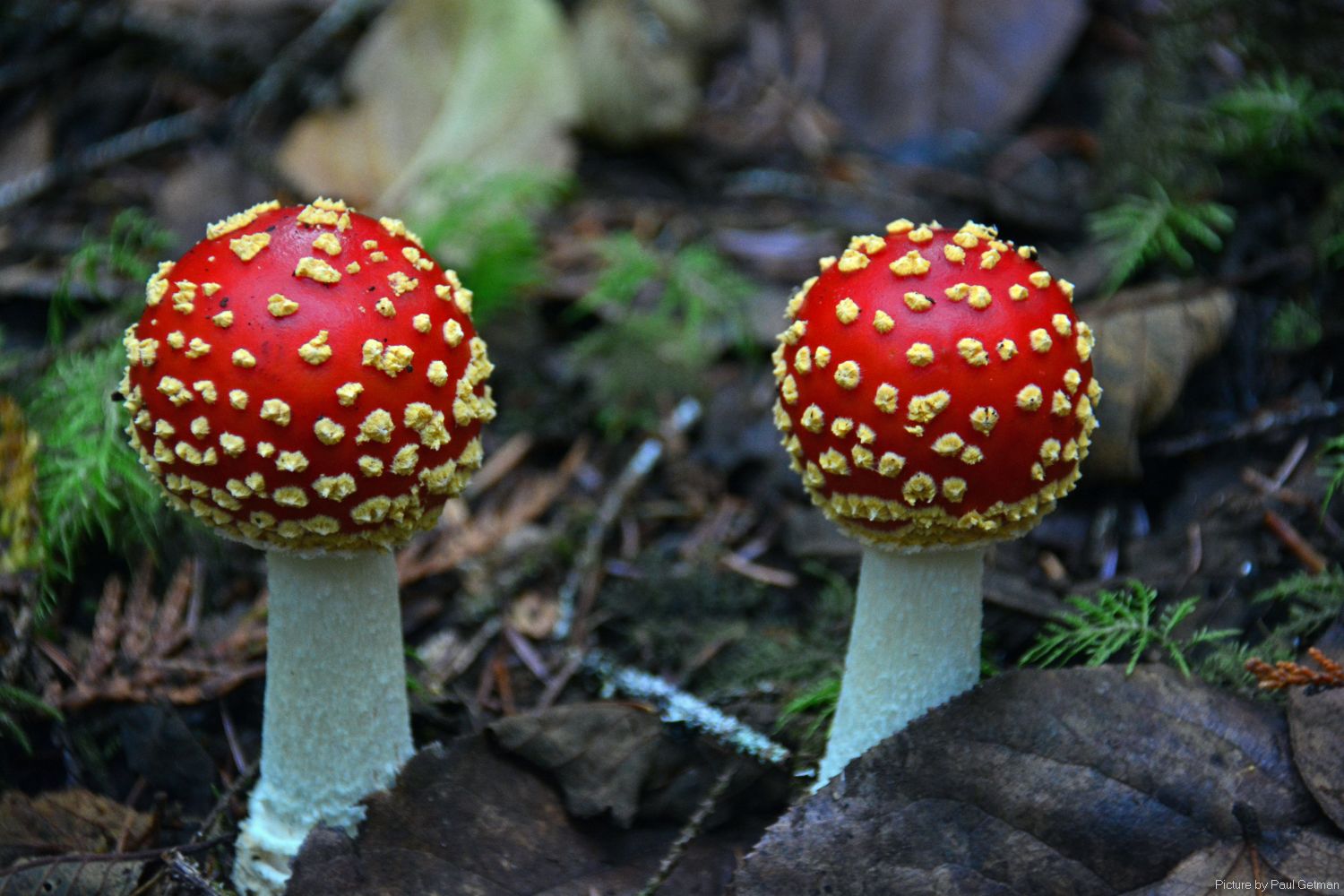 Shutterbugs Capturing the World Around Us: Funky Mushrooms!